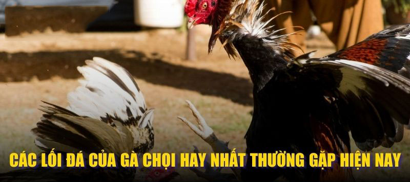 Các lối đá của gà chọi hay nhất thường gặp hiện nay