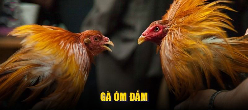 Gà ôm đấm