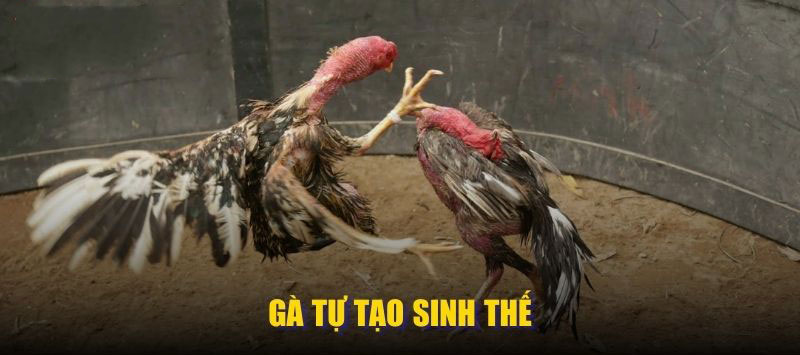 Gà tự tạo sinh thế
