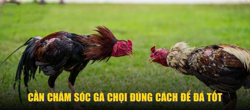 Cần chăm sóc gà chọi đúng cách để đá tốt